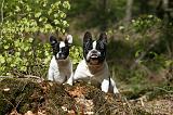 BOULEDOGUE FRANCAIS 1057